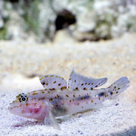 Fusi Goby - Fusigobius pallidus