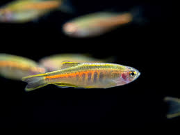 Glowlight Danio