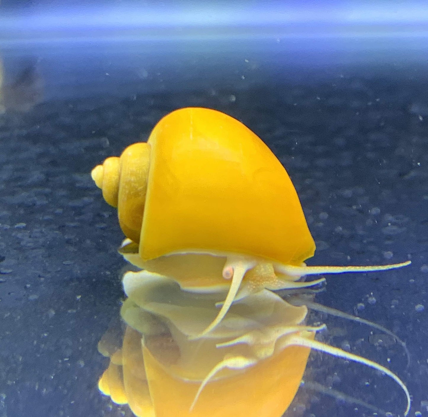 Gold Mystery Snail - Large