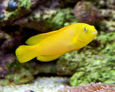 Golden Yellow Dottyback