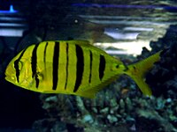 Golden Trevally