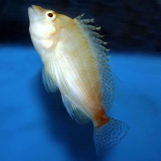 Golden Hawkfish - CIRRHITICHTHYS AURES