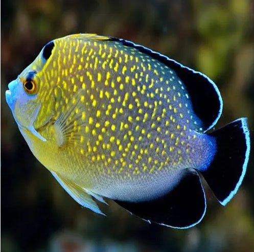 Goldflake Angelfish - Apolemichthys xanthopunctatus