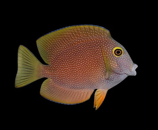 Gold-Ring Bristletooth Tang - Ctenochaetus truncatus