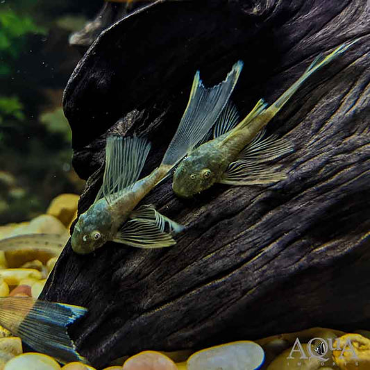 Green Dragon Bushynose Pleco