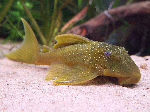 L200 Green Phantom Pleco 4" - Baryancistrus demantoides