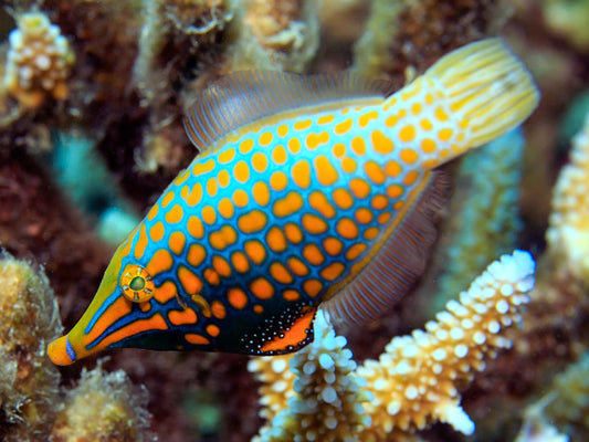 Harlequin Filefish (Oxyomonocanthus longoristis)