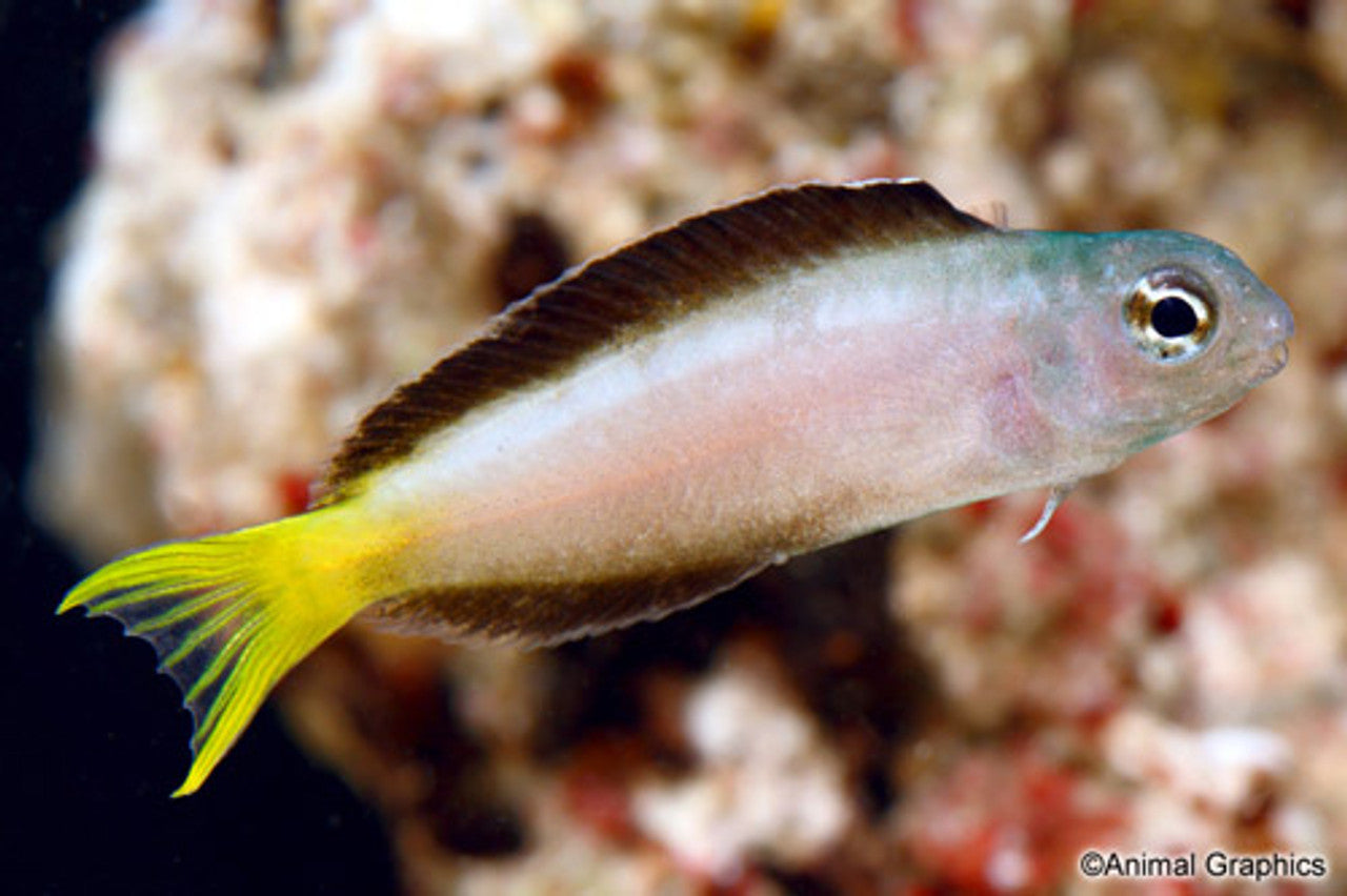 Harptail Blenny