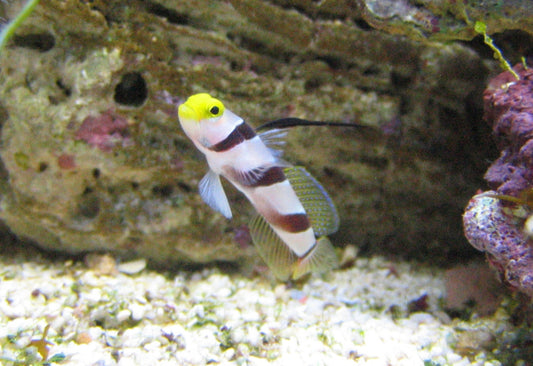 Hi Fin Red Banded Goby - Stonogobiops nematodes