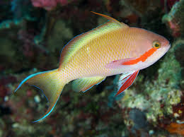 Huchtii Anthias - Pseudanthias huchtii