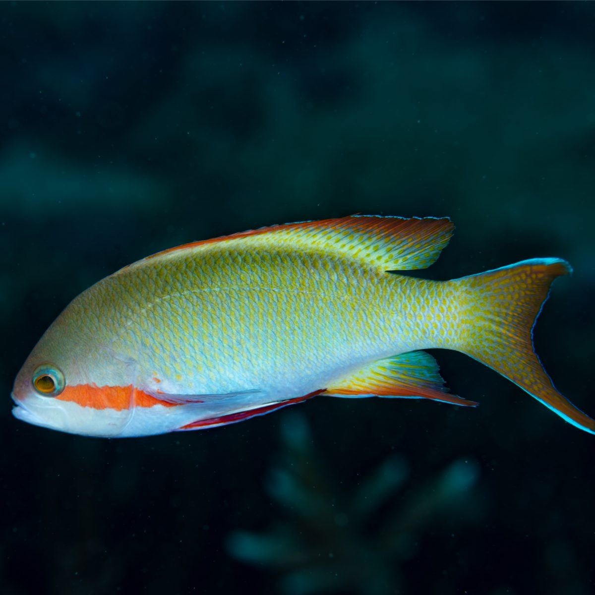 Huchtii Anthias - Pseudanthias huchtii