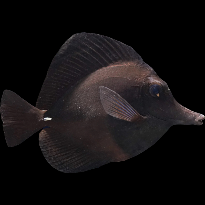 Longnose Black Tang (Pre Order)