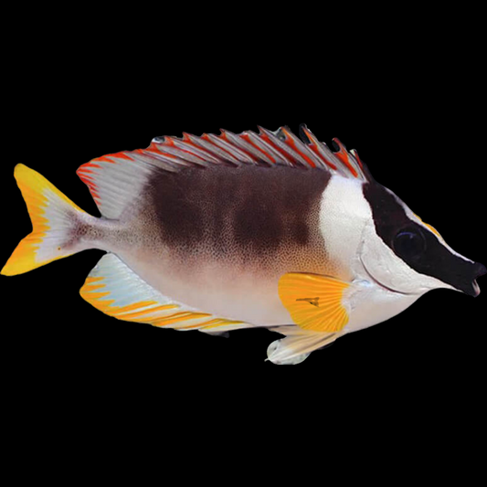 Magnificent FoxFace Fish