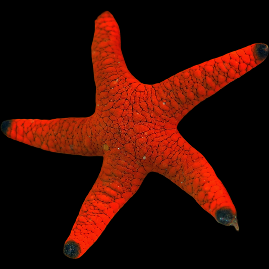 Red Starfish (FROMIA RUBRUM)