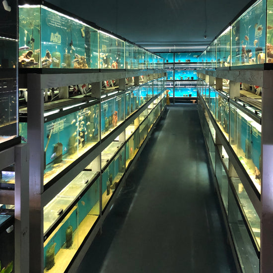 Freshwater Fish – Aquarium Fish Depot