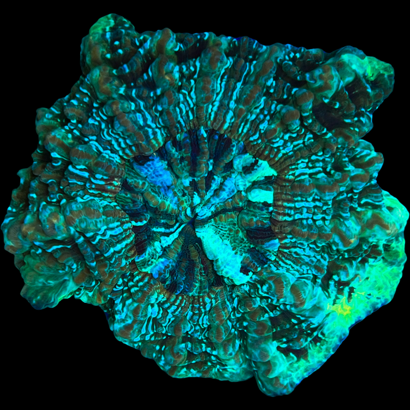 WYSIWYG Acanthophyllia Donut Coral