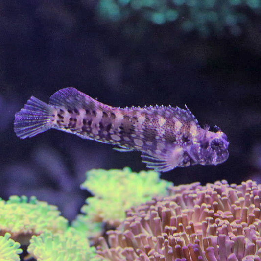 Jeweled Rockskipper redfin - Salarias fasciatus