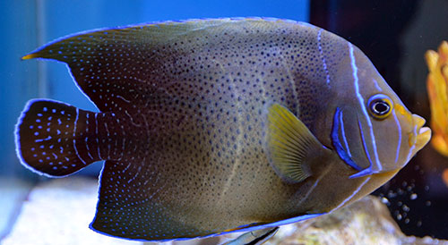 Koran Angelfish - POMACANTHUS SEMICIRCULATUS - Indo