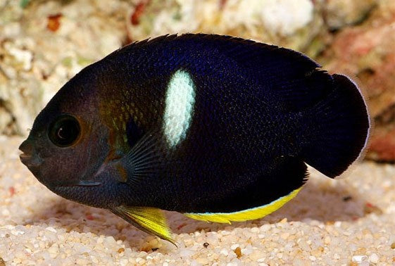 Keyhole Angelfish - CENTROPYGE TIBICEN