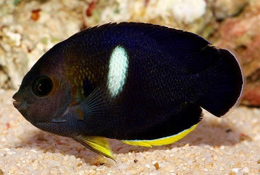 Keyhole Angelfish - CENTROPYGE TIBICEN