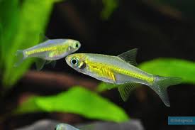 Kubotai Rasbora