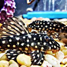 Alenquer Tiger Pleco L397 Large - for sale at Aquarium Fish Depot