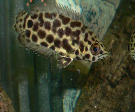 Spotted Leaf Fish - Leopard Ctenopoma Acutirostre