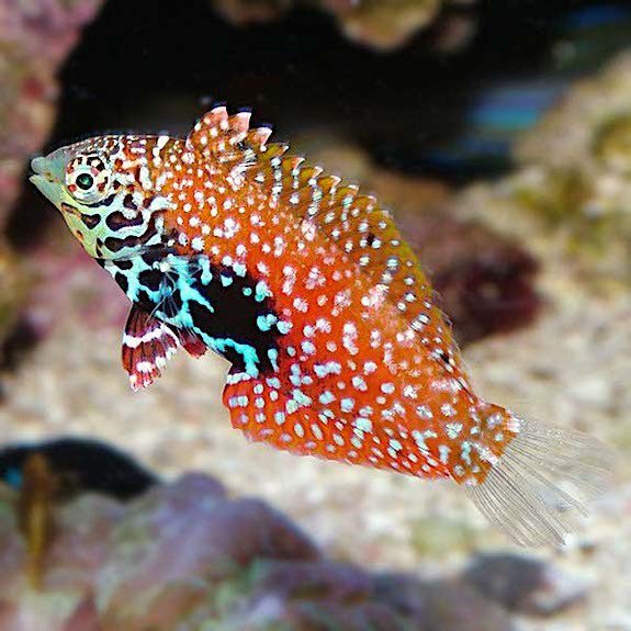 Leopard Wrasse Female (MACROPARINGODON MELEAGRIS)