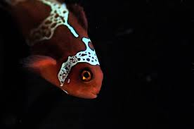 Maroon Lightning Clownfish