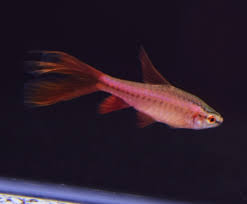 Longfin Cherry Barb