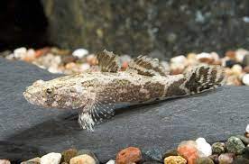 Marble Goby