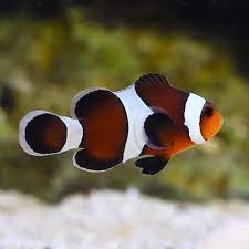 Mocha Ocellaris Clownfish