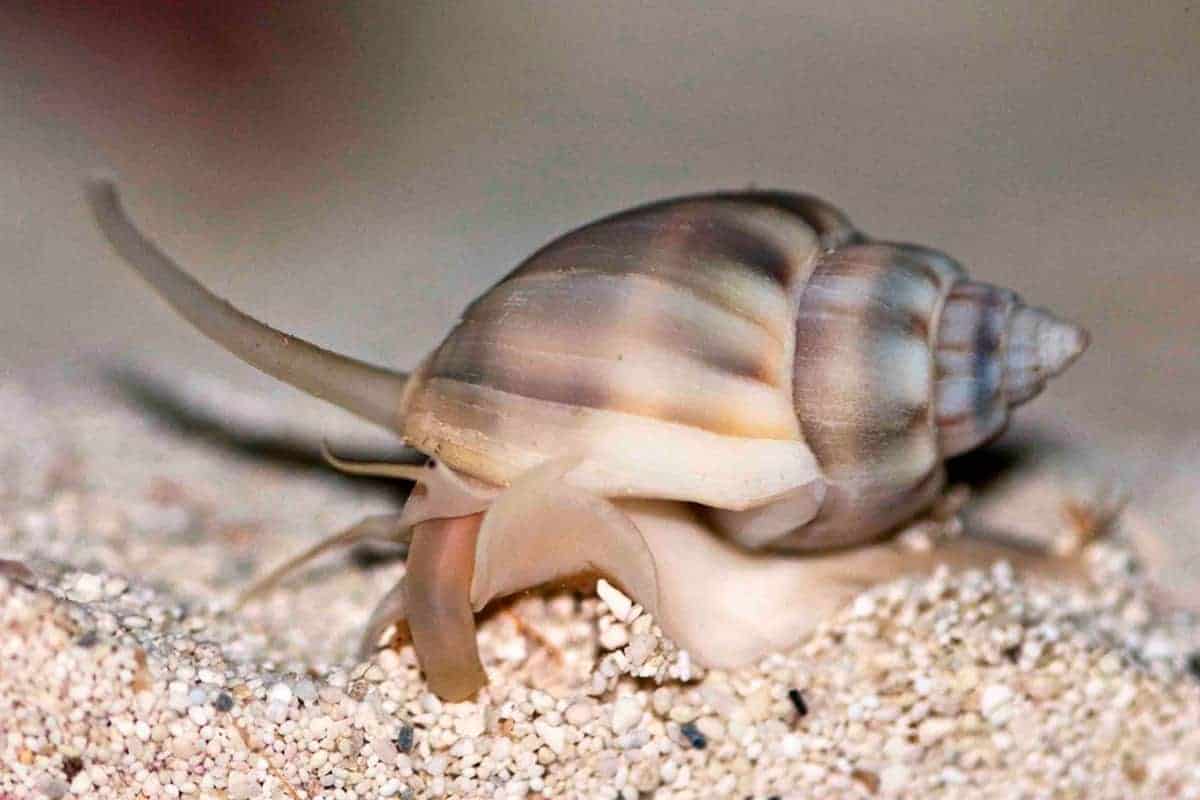 Nassarius Snail (Super)