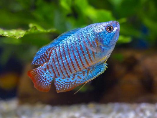 Neon Blue Dwarf Gourami