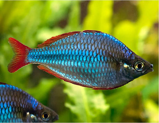 Neon Dwarf Rainbowfish (praecox)