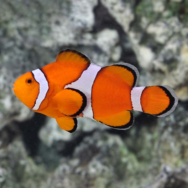 Captive-Bred Clownfish