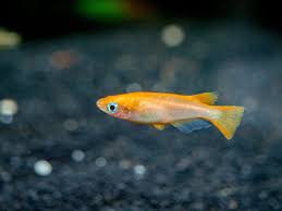 Medaka Orange Ricefish