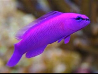 Captive-Bred Orchid Dottyback - Pseudochromis fridmani