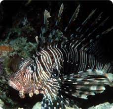 Volitan Lionfish - Black (PTEROIS VOLITANS)