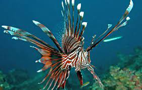 Volitan Lionfish - Brown (PTEROIS VOLITANS)