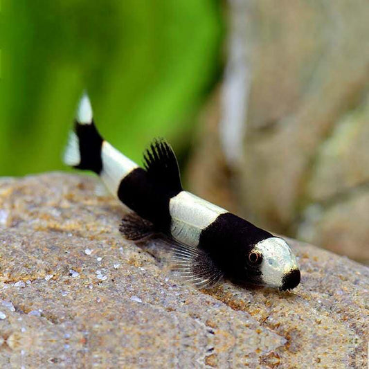 Panda Loach