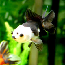 Panda Oranda Goldfish