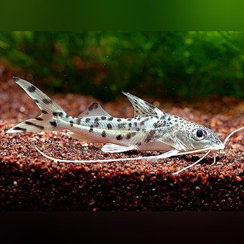 Pictus Catfish 5"