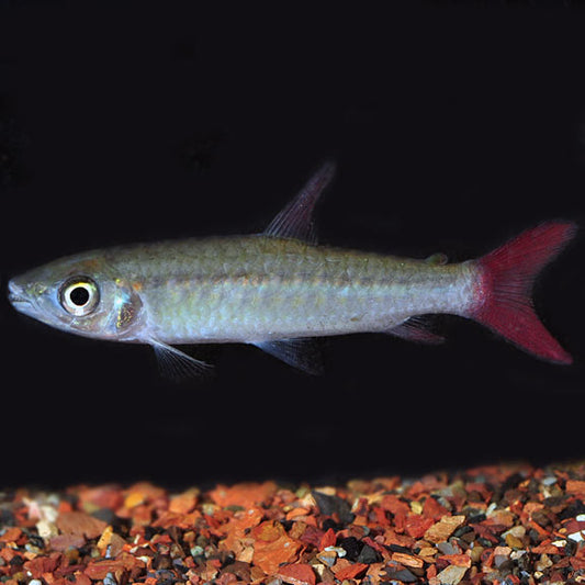 Pinktail Chalceus Extra