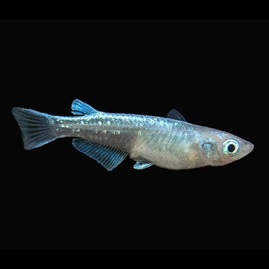 Platinum Medaka Ricefish (Oryzias latipes var ‘Platinum’)