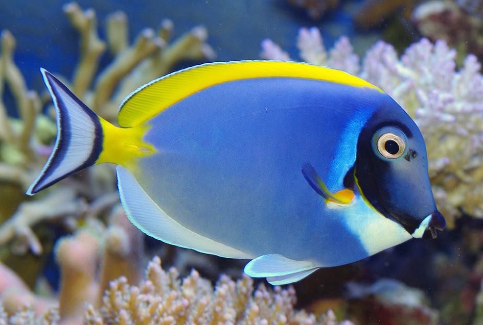 Powder Blue Tang (ACANTHURUS LEUCOSTERNON)