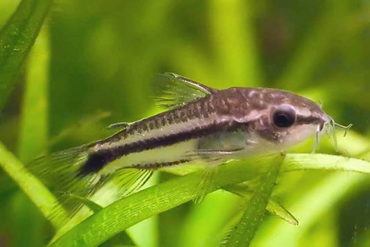 Pygmy Cory Catfish