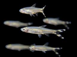 Scissortail Rasbora