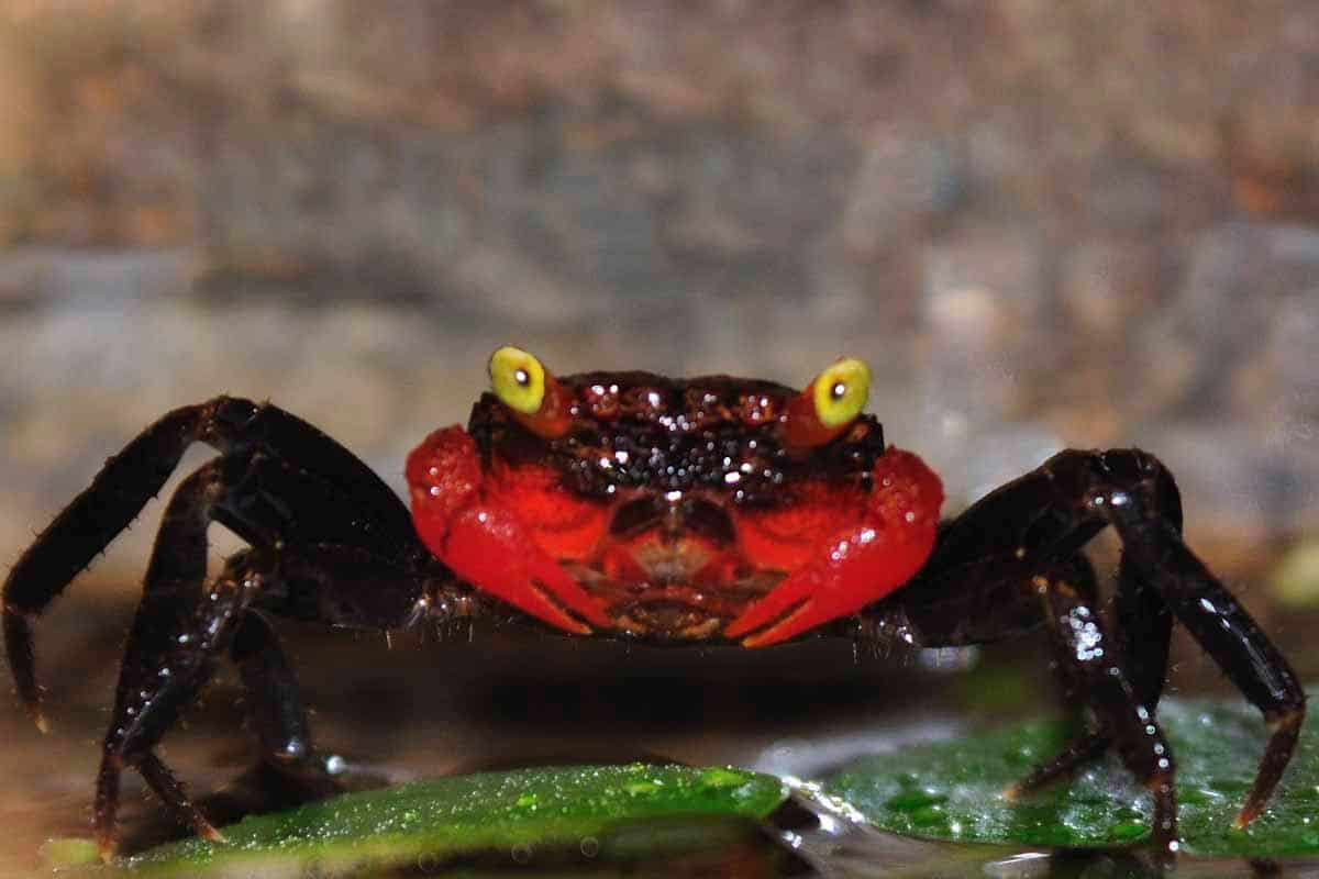 Red Devil Crab