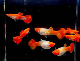 Red Cap Guppies (Male)